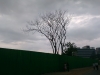 the_bald_tree_in_monsoon